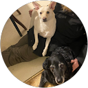 svenni1100 profile picture